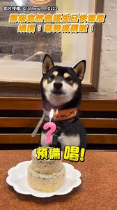 天才小狗是你！！！【影片授權】IG/ @hero___0123 #dog #doglover #cute #funny #寵物 #狗狗 #汪星人 #萌寵 #柴犬 #柴柴 #黑柴 #聰明 #唱歌 #天才 #有趣 #可愛 #shorts | 中時新聞網