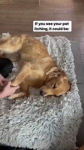 63 reactions | Skin Tonic Itch Spray helps instantly soothe your pet’s dry, itchy, winter-time skin with neem oil. Follow along to learn how to apply it to your pets! | Wondercide | Facebook