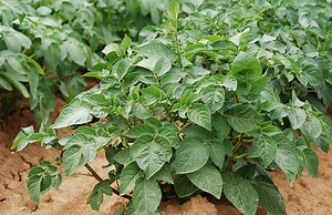 Traitements des plants de pomme de terre : dans quel cas et comment agir ?