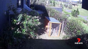 A magnitude 3.0 earthquake has hit South East Queensland. This was the moment the tremor was felt in a Clear Mountain backyard (turn sound on). Report on 7NEWS at 6pm. More: 7news.link/38AEcZe #7NEWS | 7NEWS Brisbane