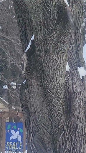 I was hearing loud ice cracking sounds coming from my maple tree. Loud like a firecracker or gun!