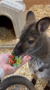 2024 has brought great moments to Sweet Meadow Farm, and we can’t wait for 2025 🤩 | Sweet Meadow Farm