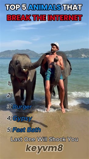 THAT ANIMALS BREAK INTERNET #funny