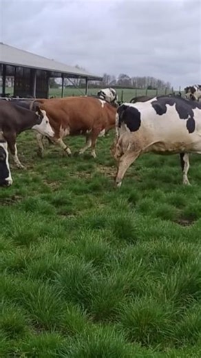 167K views · 8.4K reactions | Happy cows = Happy farmers 殺 The arrival of spring means that cows are being turned out to grass and it's more important than ever to keep your dog on a lead to keep these beautiful animals safe  #BackBritishFarming | Back British Farming NFU | Facebook