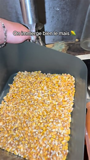 Préparation de maïs pour la pêche : astuces et conseils