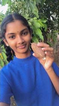 Plantation 🌱#of #Tapioca tubers in our garden🤗# sabudana is prepared #by #Tapioca tubers