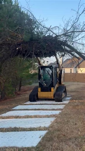 Expert Tree Services for Healthy Landscapes