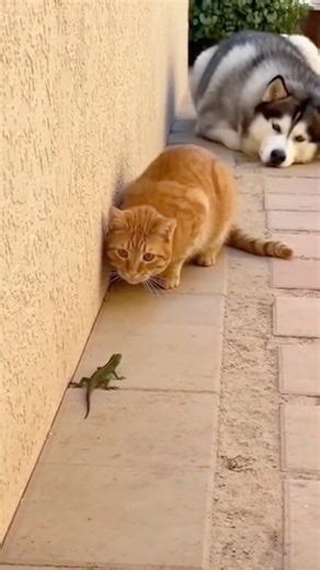 The Lizard scared the cat who was watching it with very focus but The Husky was beaten in the end 😂😂 #cat #dog #funny | Tiny Paws and Pranks