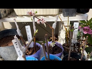 挿し木に接ぎ木して1か月のスモモ 屋内管理の枝は概ね順調 屋外管理の枝は何度か凍りましたが たぶん大丈夫