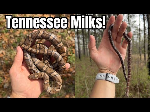 Tennessee Milksnakes, King and RARE Cornsnake! 100 Species EP.6