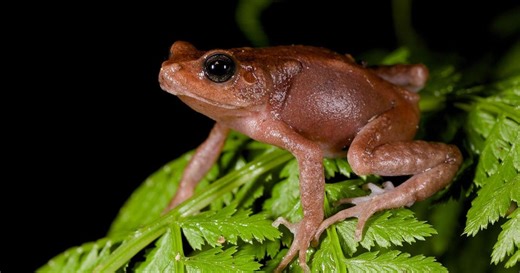 Newly identified species of Tanzanian tree toad leapfrog the tadpole stage and give birth to toadlets