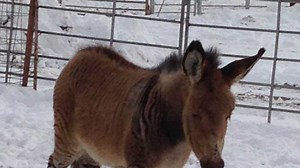 Images: Zebra-Donkey hybrid 'zedonk' born in Kansas