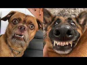 🐶🤪 30 Minutes of Epic Dog Moments That Will Make You Burst with Laughter! 🐶🤪