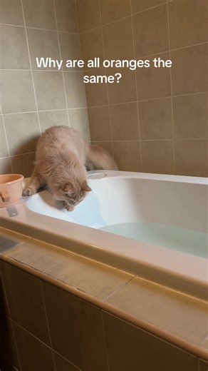 Discovering the Unique Traits of Orange Cats