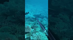 Hunting Cobia of GIANT bull shark! #spearfishing #bullshark #cobia