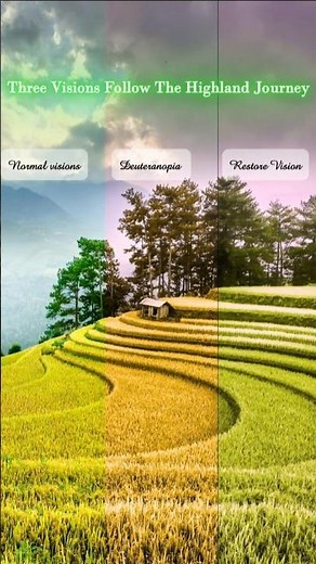 Mu Cang Chai: Childhood Beneath Golden Waves | Deuteranopia Simulation | Color Vision Physiology