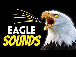 This is What an Eagle ACTUALLY Sounds Like