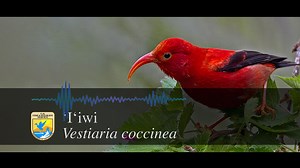 ‘I’iwi, or scarlet honeycreeper, are endemic to the Hawai’ian islands, specifically on the islands of Hawai’i, Maui, and Kauai, although some may still be found on Oahu and Molokai. These vibrant forest birds hold great significance in Native Hawaiian cultural heritage and play an important role in pollination to native Hawaiian plants like hāhā (Cyanea spp.), ʻōhāwai (Clermontia spp.), and especially, the state tree of Hawai’I, ʻōhiʻa (Metrosideros polymorpha). ʻOhiʻa lehua is also the host tre