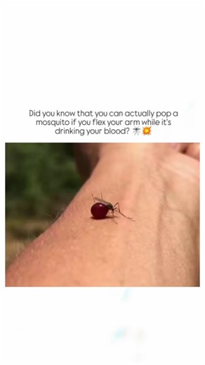 TrueReel on Instagram: "The post showcases a 10-second video of a mosquito allegedly exploding from blood pressure during an arm flex, garnering 3.2 million views and 43,000 likes within 24 hours, highlighting viral appeal of quirky "life hacks." - As an "AI Wizard" and satire creator, @Vox_Oculi frequently posts hyper-realistic AI-generated clips disguised as real footage, with replies overwhelmingly accusing this one of being fabricated, which the author playfully denies to engage users. - Sci