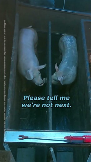 Imagine the fear of knowing you’ll die next 💔