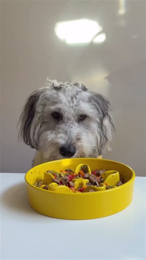 It’s not just a bowl, it’s a combination that works! A high-protein, single-ingredient beef topper paired with ahiflower omega oil, turning even the pickiest pup’s mealtime into a one of the best parts of their day 💛@Little Oakly