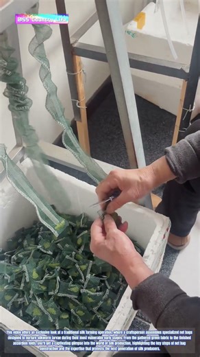 Weaving Protection: How Silk Farmers Craft Breathable Nurseries for Young Silkworms