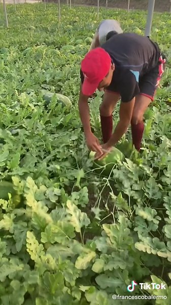 Harvesting Watermelons in a Greenhouse Setting