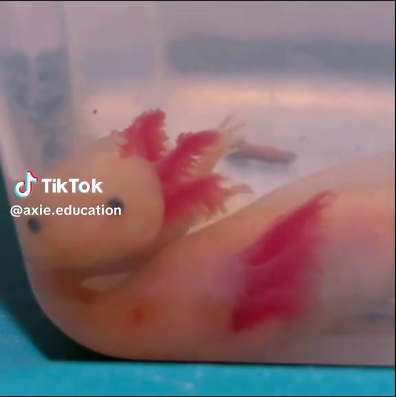 “I’m just gonna scooch in right here if you don’t mind” 😂 #axolotlsoftiktok #axolotl #axolotlbabies #funnyanimals #cuteanimal