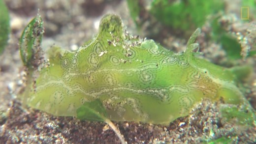 343K views · 4.1K reactions | During mating, the sea hare can serve as both a male and a female to different partners—simultaneously. | National Geographic | Facebook