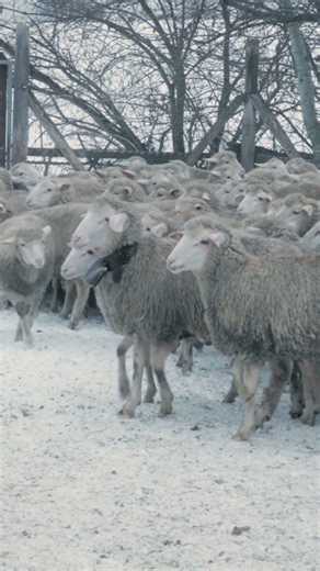 "Na Morgó! Hajtsd őket!" - ÉRTÉKŐRZŐ I Pásztorok a Bakonyból (Hegyesd)