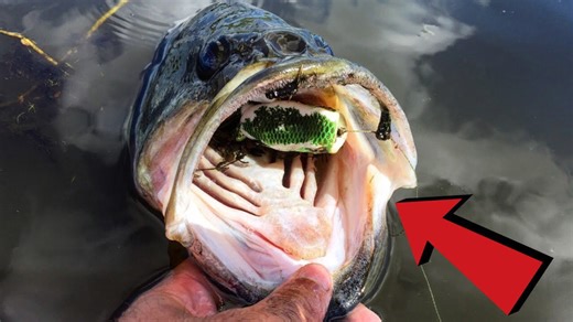 New Frog Lure That Hooks Giant Bass Every Time