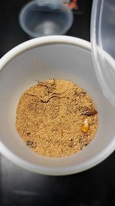 My biggest six eyed sand spider #venomman20 #animals #bugs #spiders #venomous #creepy | Venomman20