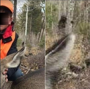 42K views · 942 reactions | Sasquatch Captured on Camera Squatted Behind Tree Waiting For Free Food Article Link: https://rmsobigfoot.blogspot.com/2022/10/appears-bigfoot-is-waiting-for-fresh.html | Rocky Mountain Sasquatch Organization | Facebook