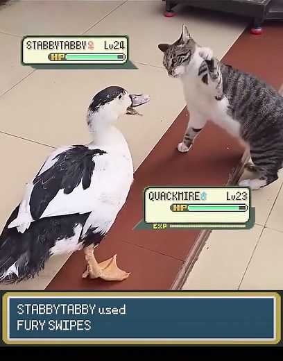 Epic Pokémon Showdown: Cat vs Duck