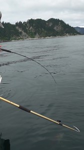 Monster ling cod in alaska! | Landshark Outdoors