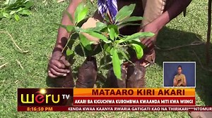 MATAARO KIRI AKARI AKARI BA KIGUCHWA KUROMBWA KWAANDA MITI KWA WIINGI NIBORITUE KWAANDA NA NAINYA MITI YA MATUNDA THIRIKARI YA KAUNTI NIEJANITE MBEU CIA MITI YA MBUKANDO NGIRI 8 | Weru TV