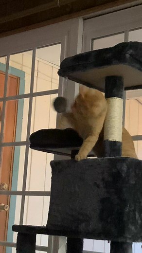 Here him is get honing his hunting skills | Golden Cockroach