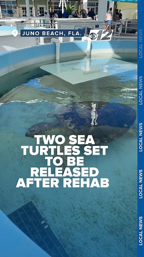 TURTLE RELEASE 🐢🌊 | The Loggerhead Marinelife Center (LMC) said two subadult loggerhead sea turtles—Turtellini and Sue— were both rescued and brought to LMC by the Inwater Research Group from Port St. Lucie. Read more: https://bit.ly/4f7IgfW | CBS 12 News