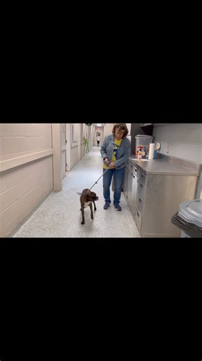 This National Volunteer Appreciation Week, we want to give a huge shoutout to all our incredible volunteers who work tirelessly to support us and make a difference in the lives of our shelter pets. Your dedication and compassion do not go unnoticed, and we are so grateful for everything you do.We also want to extend a special thank you to our partners at Friends of Rescue Animals - Garland for overseeing our volunteer program and helping to create a positive and rewarding experience for everyone