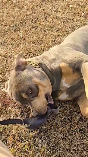 I should have taught Pablo how to behave at an early age 😡