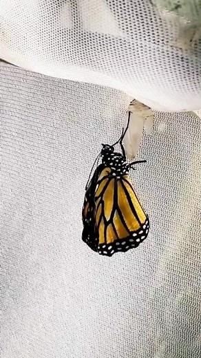 The amazing life cycle of a butterfly!