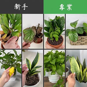 你知道你的植物健康嗎？😮 👨🔬87%的專業園丁都在使用這款App 🌿使用手機拍攝植物照片，就可以快速診斷植物健康狀況。 | Plant Parent