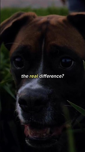 Boxer vs Doberman: Energy or Control?