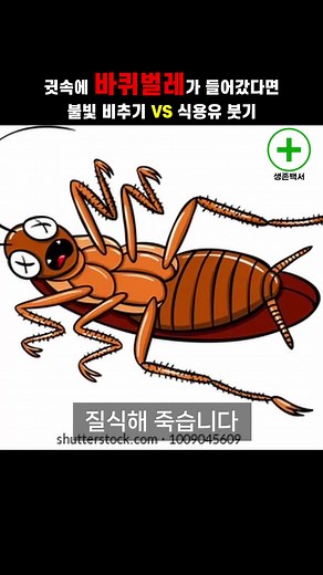 귓속에 바퀴벌레가 들어갔을 때 대처법 (불빛 비추기 VS 식용유붓기)