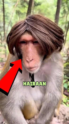 Touching A Monkey Causes Funny Reaction 🐒 #actingchallenge #monkey