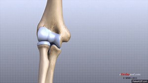 Elbow Anatomy Animated Tutorial on Make a GIF