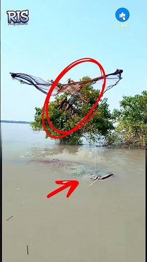 CRAZY FISHING! Catching a Monster Catfish from a Tree! 🎣😲 #fishing