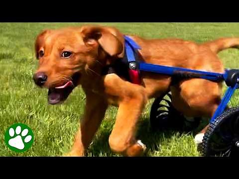 Paralyzed Pup Makes Miracle Recovery!🙏❤️