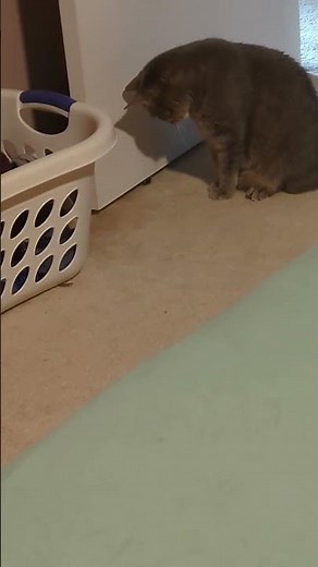 Cute Cats Playing Under Door 02.05.2026 #cutecats