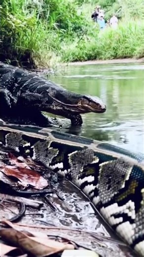 GIANT Python Meets Monster Water Lizard! 🐍🦎
